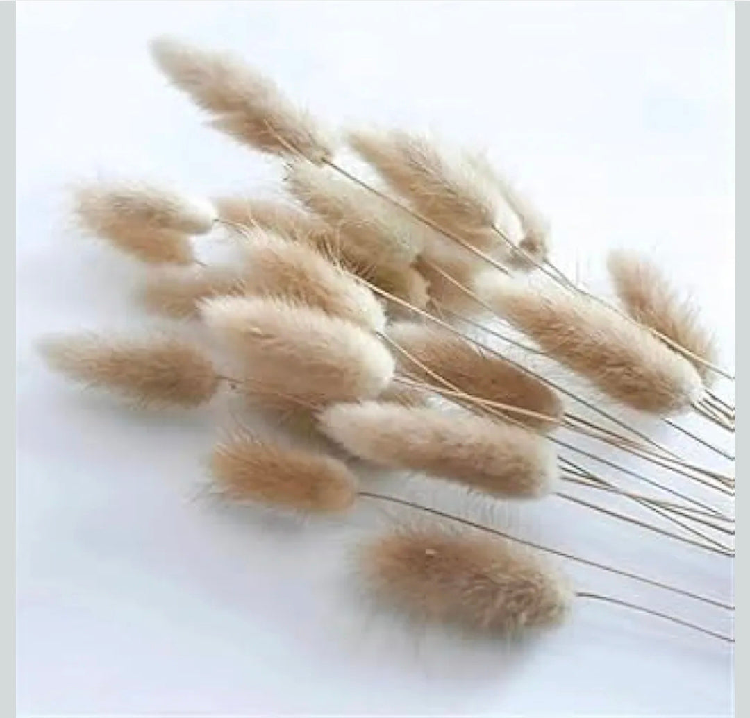 Bunny Tail Stems