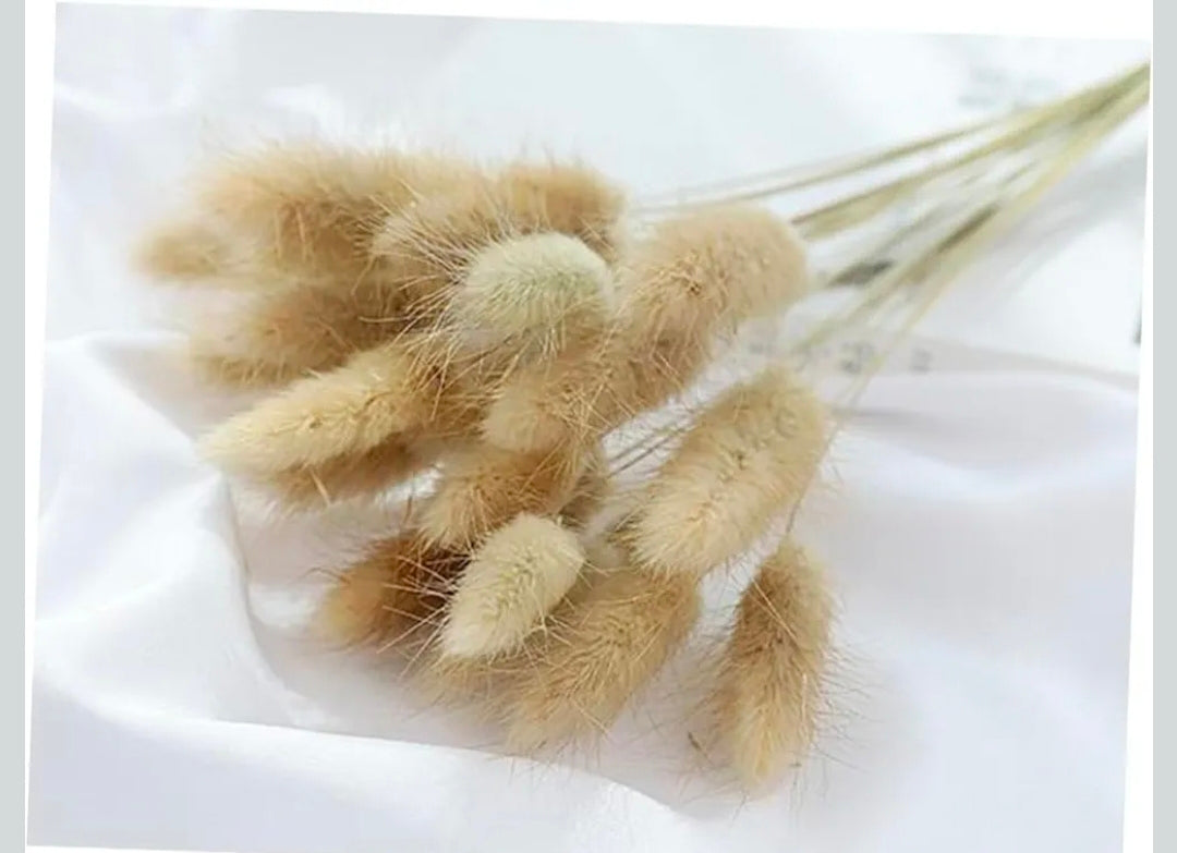 Bunny Tail Stems