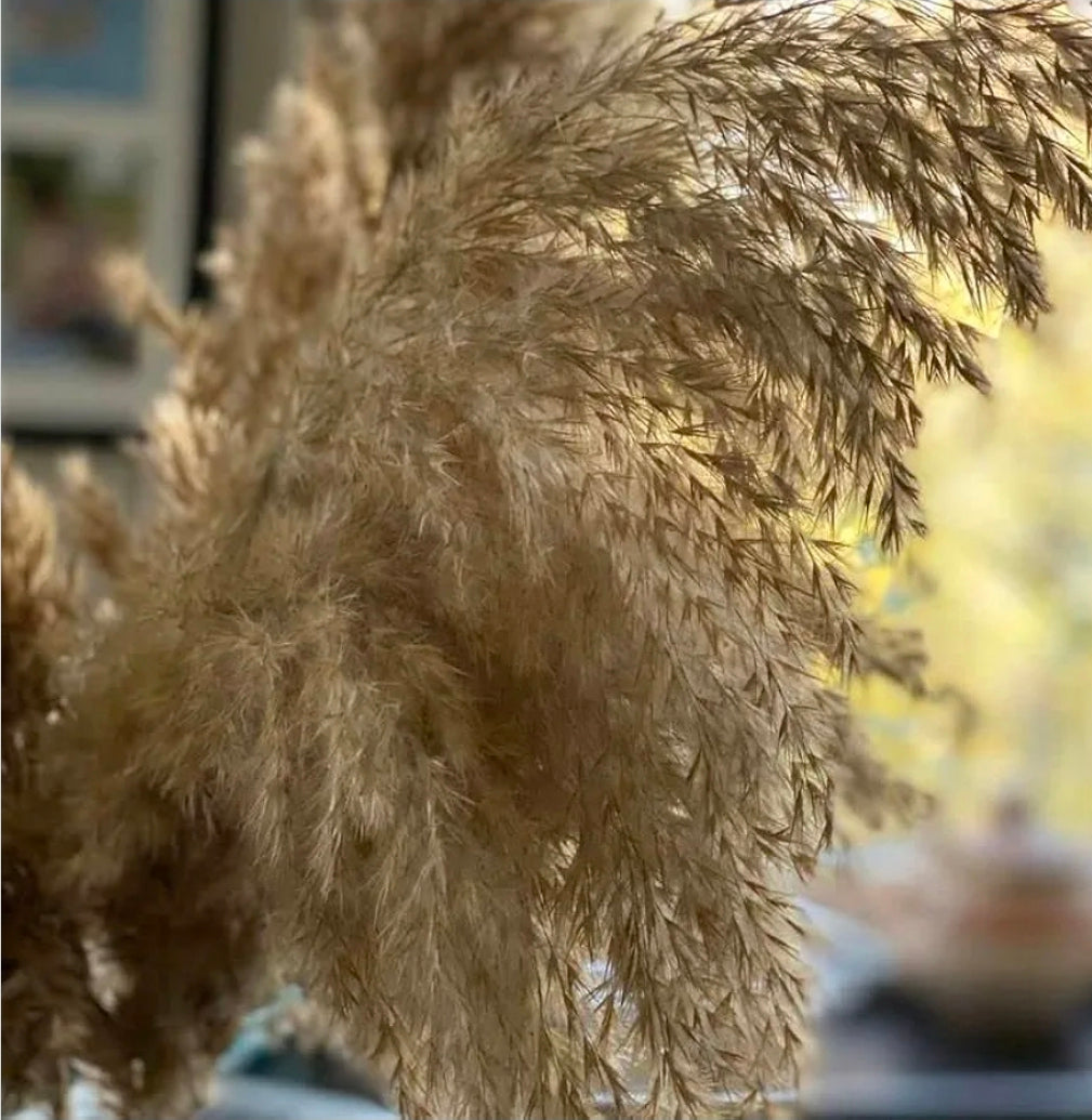 Fancy natural pampas grass